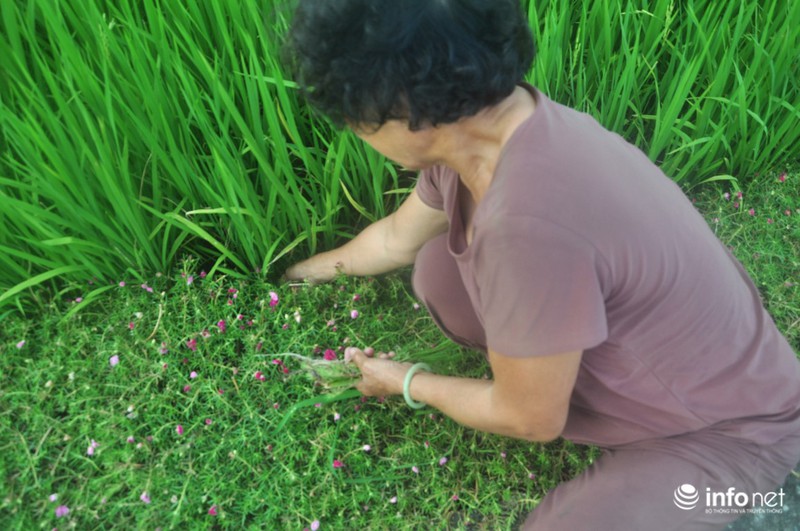 Mê mẩn con đường hoa mười giờ thơ mộng của hai vợ chồng lão nông - ảnh 13