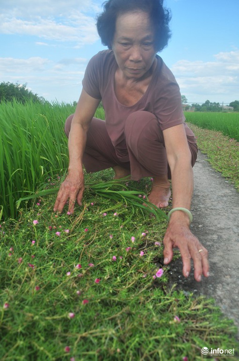 Mê mẩn con đường hoa mười giờ thơ mộng của hai vợ chồng lão nông - ảnh 14