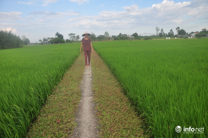 Mê mẩn con đường hoa mười giờ thơ mộng của hai vợ chồng lão nông - ảnh 11