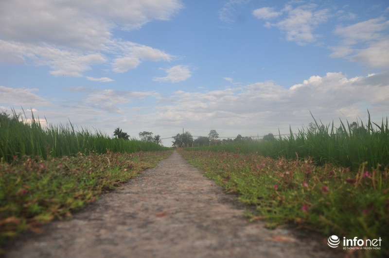 Mê mẩn con đường hoa mười giờ thơ mộng của hai vợ chồng lão nông - ảnh 2