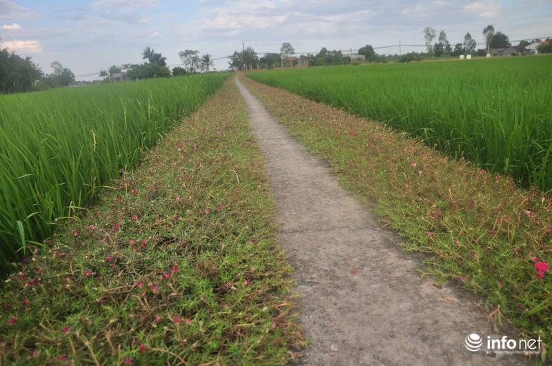 Mê mẩn con đường hoa mười giờ thơ mộng của hai vợ chồng lão nông - ảnh 9