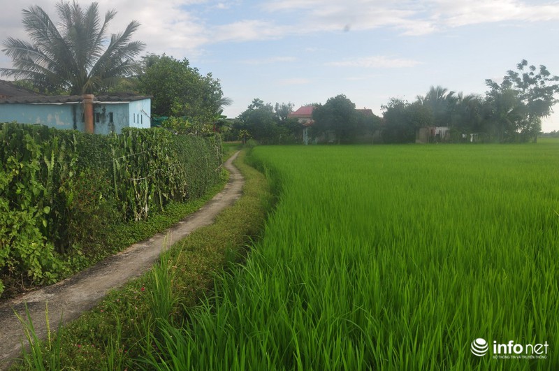 Mê mẩn con đường hoa mười giờ thơ mộng của hai vợ chồng lão nông - ảnh 3