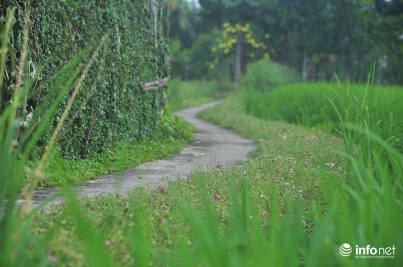 Mê mẩn con đường hoa mười giờ thơ mộng của hai vợ chồng lão nông - ảnh 1