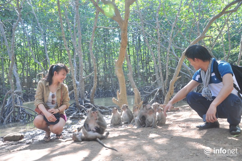 Thăm đàn khỉ 1000 con cực kỳ tinh nghịch ở Cần Giờ - ảnh 11