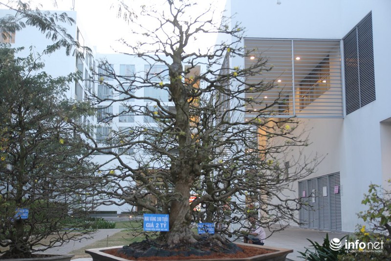 Thiếu nữ duyên dáng bên đường hoa xuân tại phố nhà giàu Sài Gòn - ảnh 21