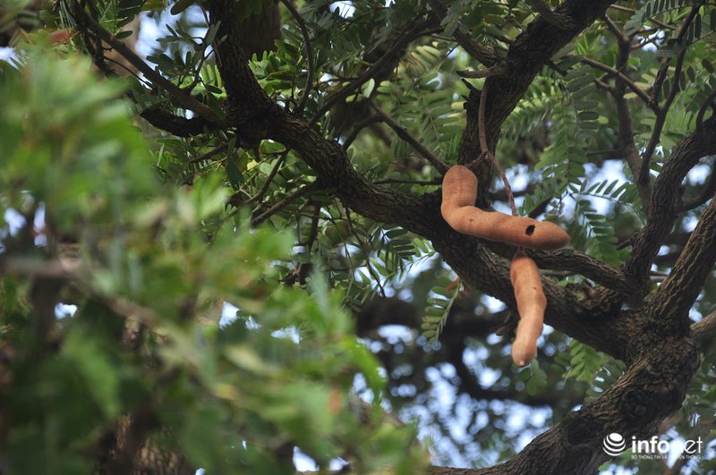 Ngắm cặp me kiểng cổ, giá “khủng” nhất ở Sài Gòn - ảnh 10