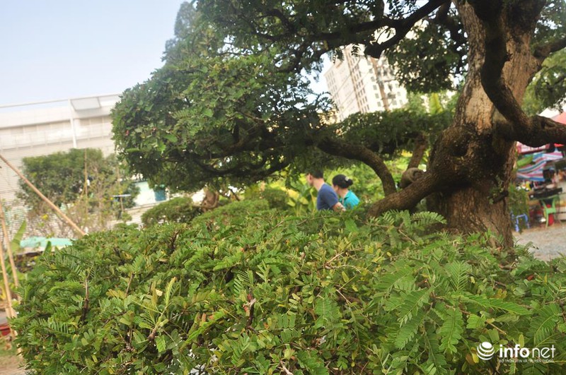 Ngắm cặp me kiểng cổ, giá “khủng” nhất ở Sài Gòn - ảnh 11