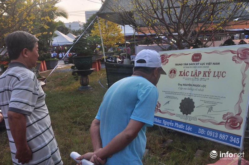 Ngắm cặp me kiểng cổ, giá “khủng” nhất ở Sài Gòn - ảnh 8