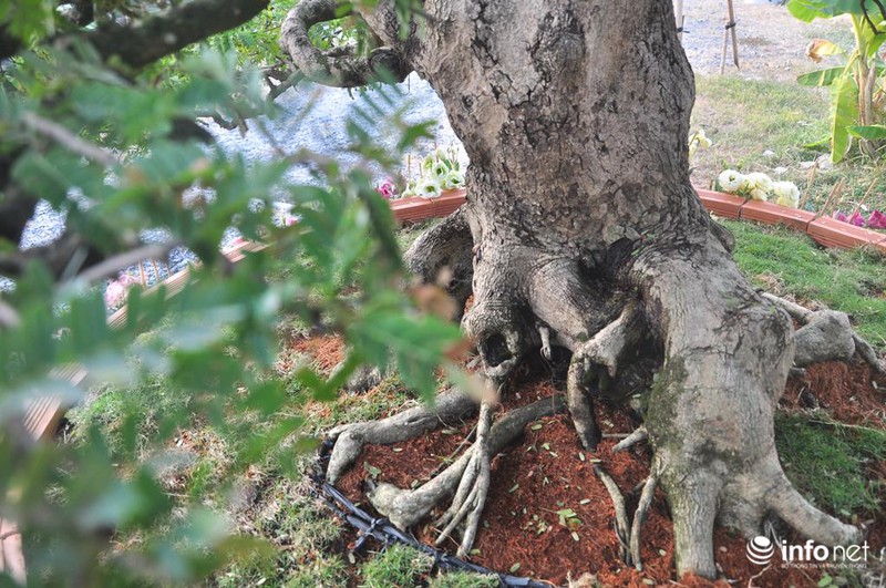 Ngắm cặp me kiểng cổ, giá “khủng” nhất ở Sài Gòn - ảnh 4