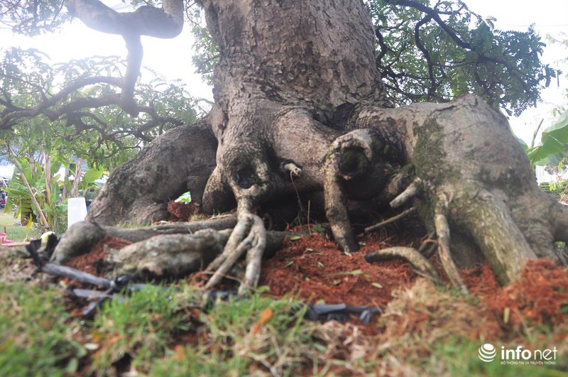 Ngắm cặp me kiểng cổ, giá “khủng” nhất ở Sài Gòn - ảnh 5