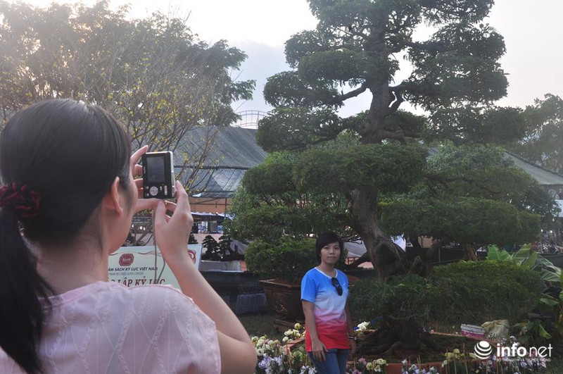 Ngắm cặp me kiểng cổ, giá “khủng” nhất ở Sài Gòn - ảnh 9