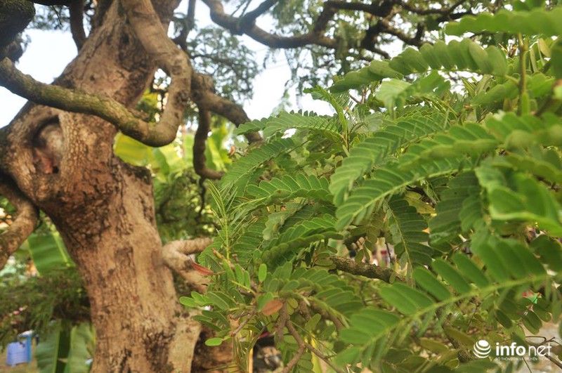 Ngắm cặp me kiểng cổ, giá “khủng” nhất ở Sài Gòn - ảnh 2