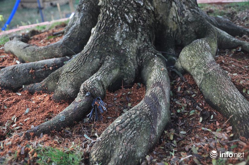 Ngắm cặp me kiểng cổ, giá “khủng” nhất ở Sài Gòn - ảnh 3