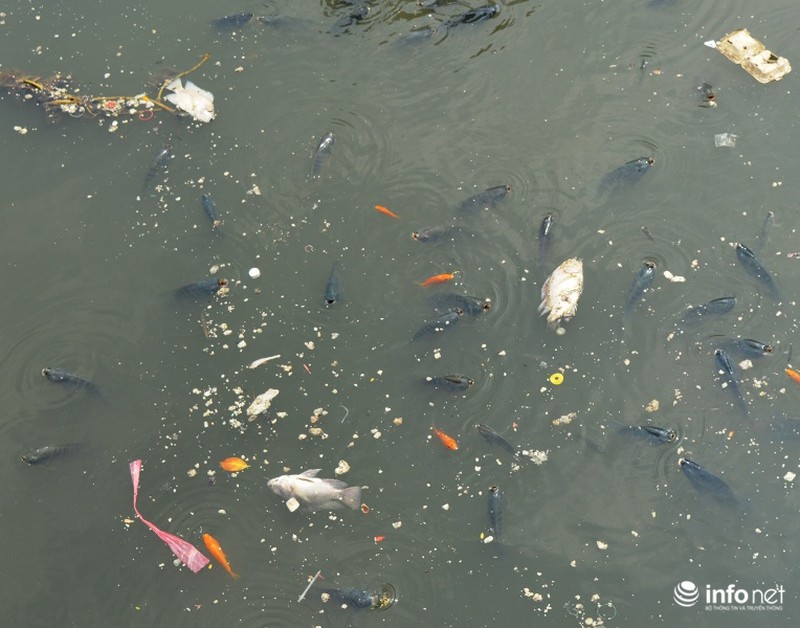 Cá chết nổi trắng kênh Nhiêu Lộc Thị Nghè do ô nhiễm nước cục bộ - ảnh 4