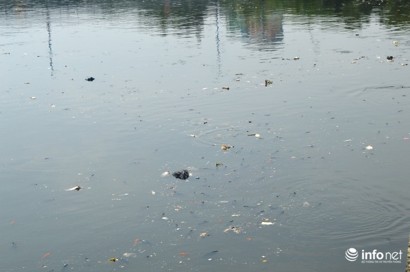 Cá chết nổi trắng kênh Nhiêu Lộc Thị Nghè do ô nhiễm nước cục bộ - ảnh 2