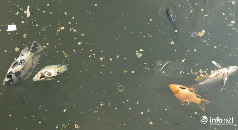 Cá chết nổi trắng kênh Nhiêu Lộc Thị Nghè do ô nhiễm nước cục bộ - ảnh 1