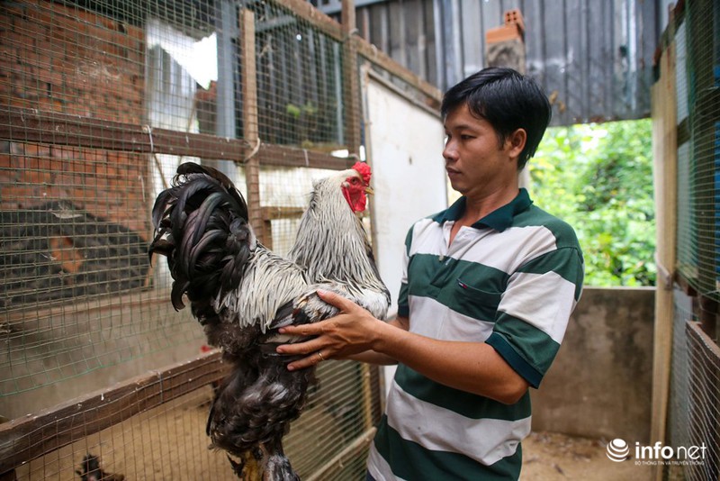 Cận cảnh giống gà kỳ lân “vua của các loài gà” xuất hiện ở Sài Gòn - ảnh 11
