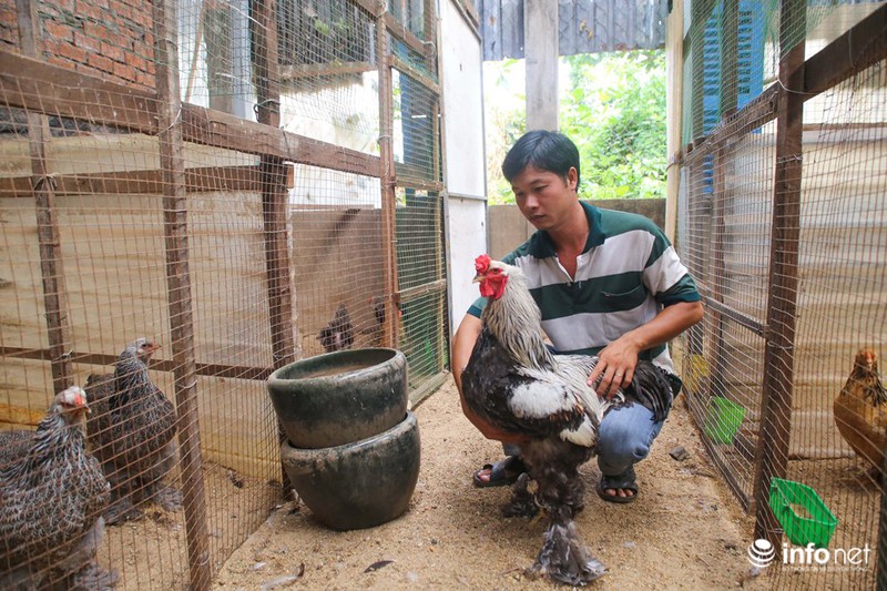 Cận cảnh giống gà kỳ lân “vua của các loài gà” xuất hiện ở Sài Gòn - ảnh 1