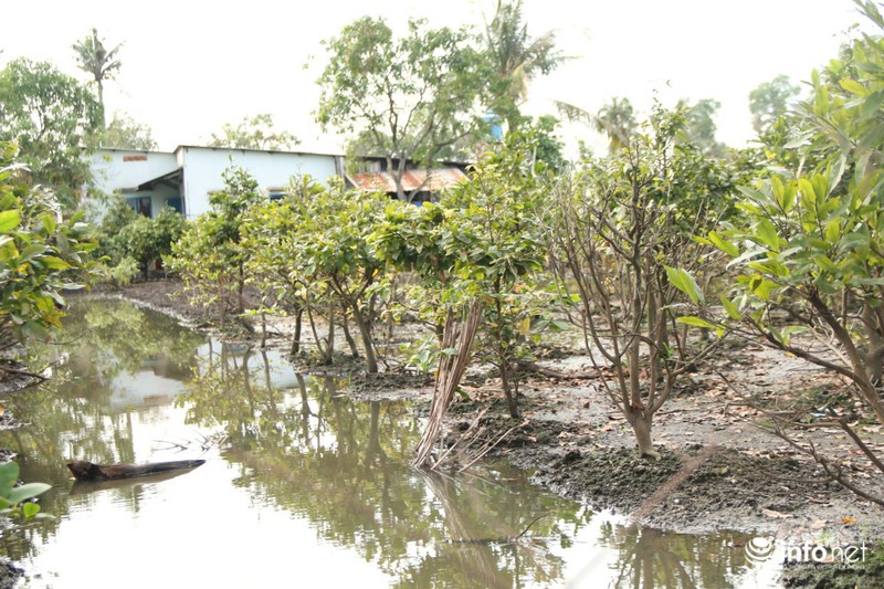 Làng mai Thủ Đức