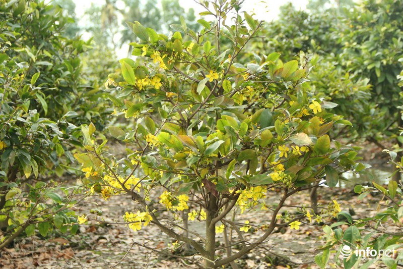 Làng mai Thủ Đức