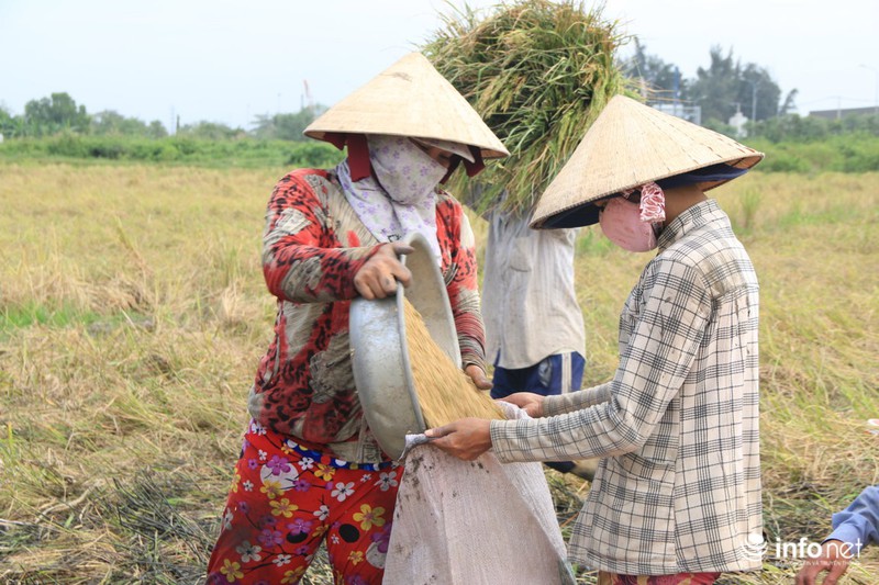 Người miền Tây lên TP.HCM gặt lúa thuê kiếm tiền sắm Tết - ảnh 10