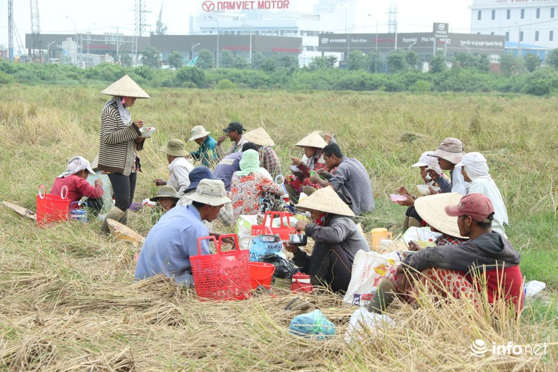 Người miền Tây lên TP.HCM gặt lúa thuê kiếm tiền sắm Tết - ảnh 12