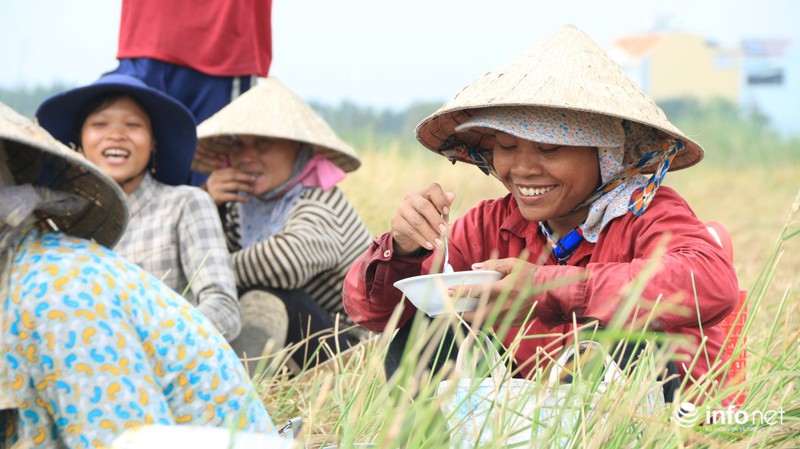 Người miền Tây lên TP.HCM gặt lúa thuê kiếm tiền sắm Tết - ảnh 13