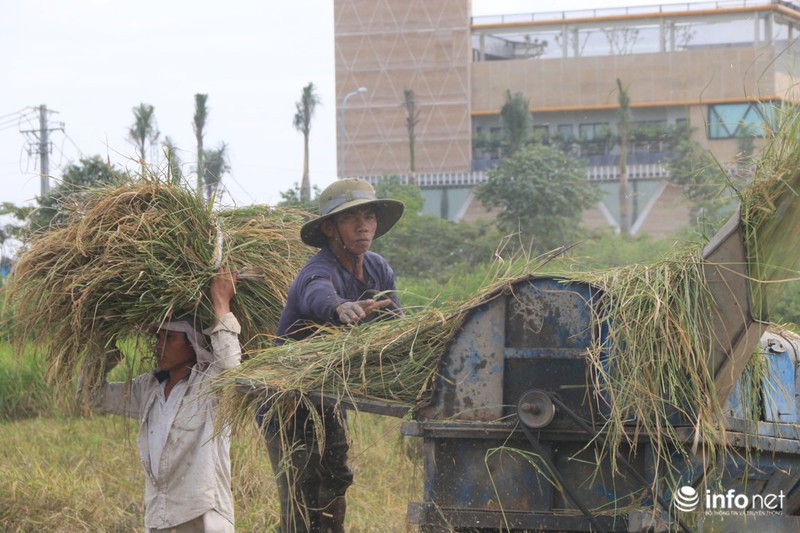 Người miền Tây lên TP.HCM gặt lúa thuê kiếm tiền sắm Tết - ảnh 9