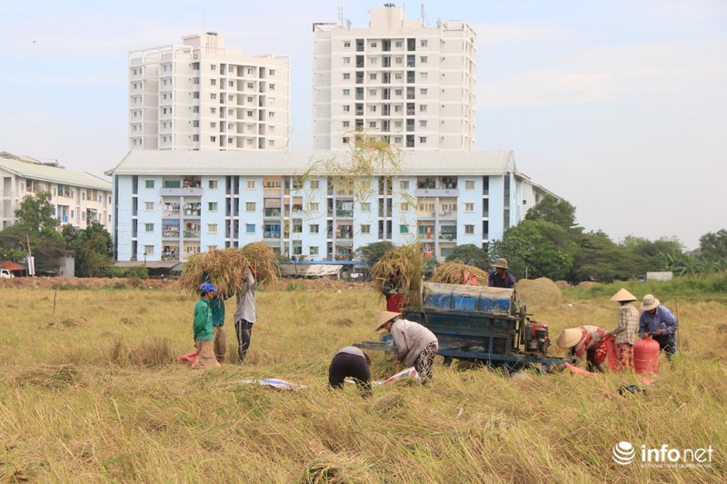 Người miền Tây lên TP.HCM gặt lúa thuê kiếm tiền sắm Tết - ảnh 1