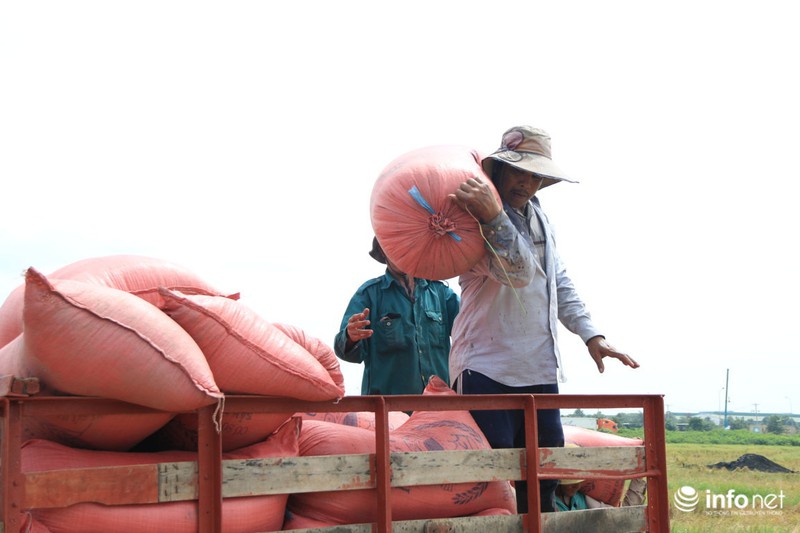 Người miền Tây lên TP.HCM gặt lúa thuê kiếm tiền sắm Tết - ảnh 11