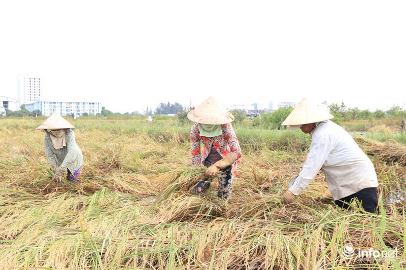 Người miền Tây lên TP.HCM gặt lúa thuê kiếm tiền sắm Tết - ảnh 2