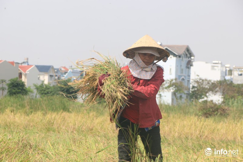 Người miền Tây lên TP.HCM gặt lúa thuê kiếm tiền sắm Tết - ảnh 3