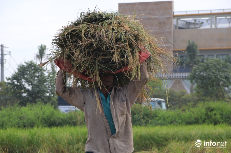Người miền Tây lên TP.HCM gặt lúa thuê kiếm tiền sắm Tết - ảnh 4