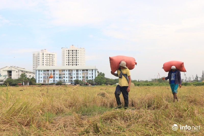 Người miền Tây lên TP.HCM gặt lúa thuê kiếm tiền sắm Tết - ảnh 5