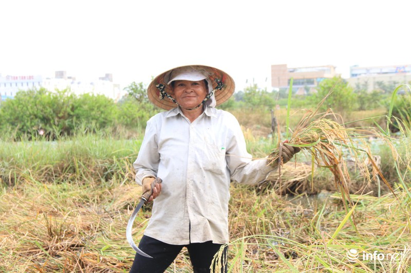 Người miền Tây lên TP.HCM gặt lúa thuê kiếm tiền sắm Tết - ảnh 6