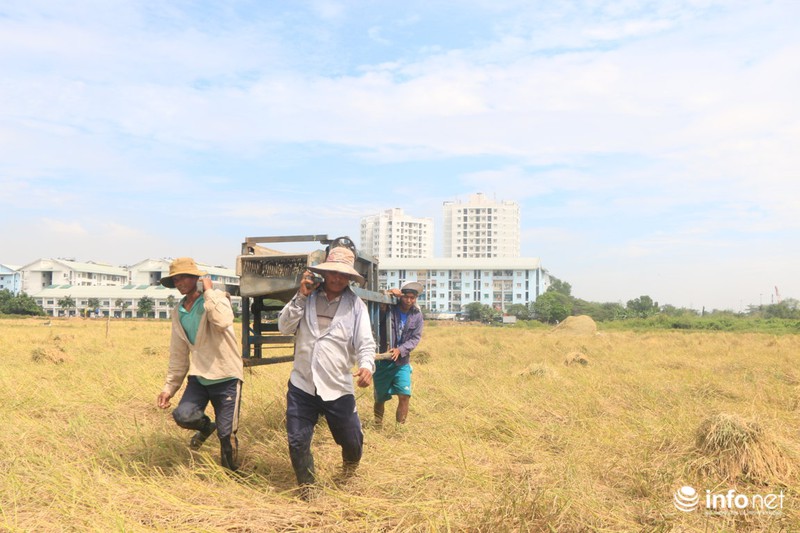 Người miền Tây lên TP.HCM gặt lúa thuê kiếm tiền sắm Tết - ảnh 8