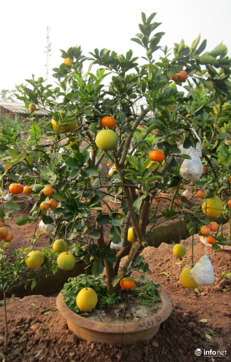 Độc đáo vườn cây 9 loại quả bạc tỷ của lão nông Hà Nội - ảnh 14