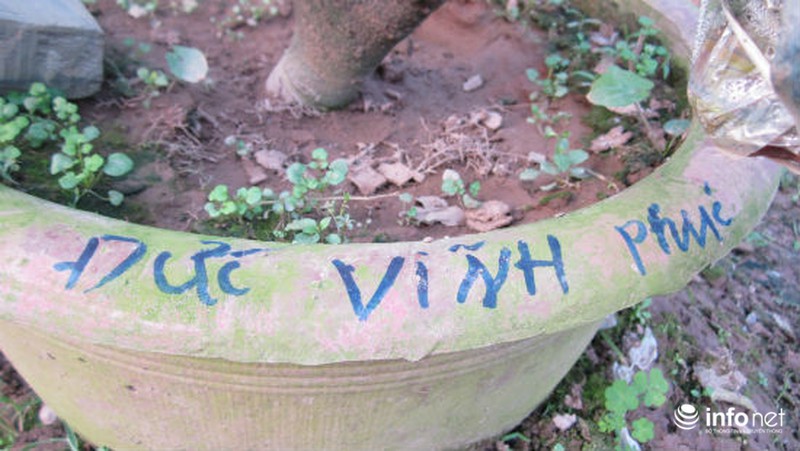 Độc đáo vườn cây 9 loại quả bạc tỷ của lão nông Hà Nội - ảnh 13