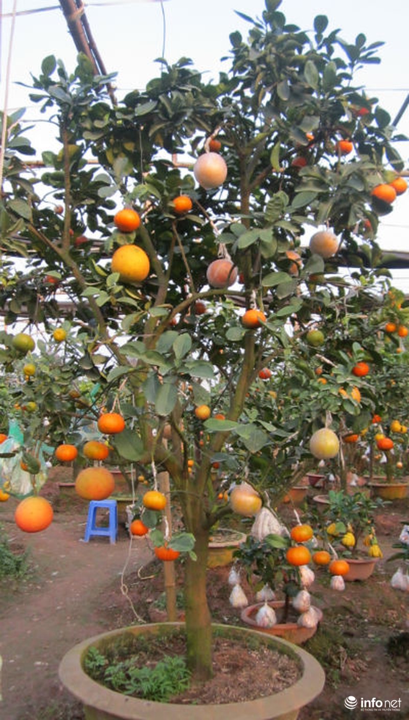 Độc đáo vườn cây 9 loại quả bạc tỷ của lão nông Hà Nội - ảnh 4