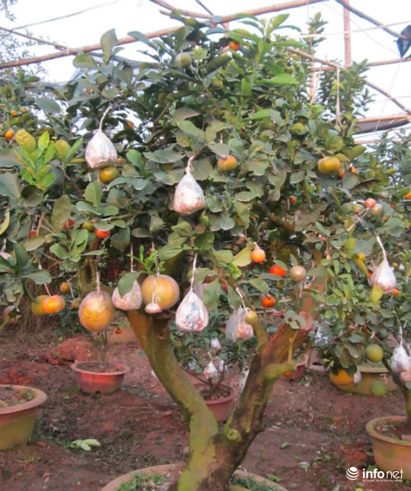 Độc đáo vườn cây 9 loại quả bạc tỷ của lão nông Hà Nội - ảnh 6