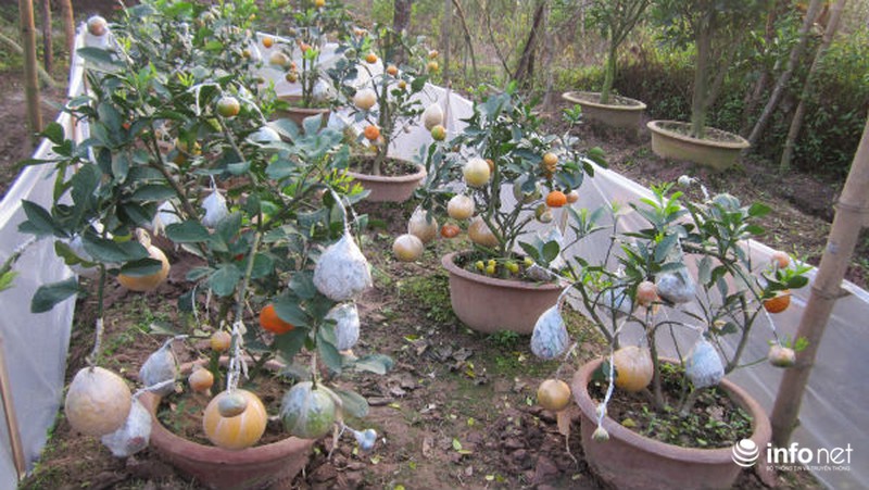 Độc đáo vườn cây 9 loại quả bạc tỷ của lão nông Hà Nội - ảnh 2