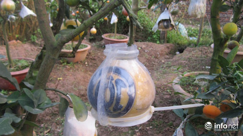 Độc đáo vườn cây 9 loại quả bạc tỷ của lão nông Hà Nội - ảnh 12