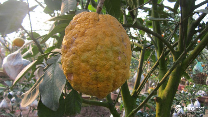 Độc đáo vườn cây 9 loại quả bạc tỷ của lão nông Hà Nội - ảnh 8