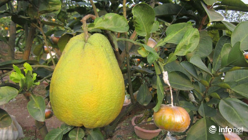 Độc đáo vườn cây 9 loại quả bạc tỷ của lão nông Hà Nội - ảnh 10