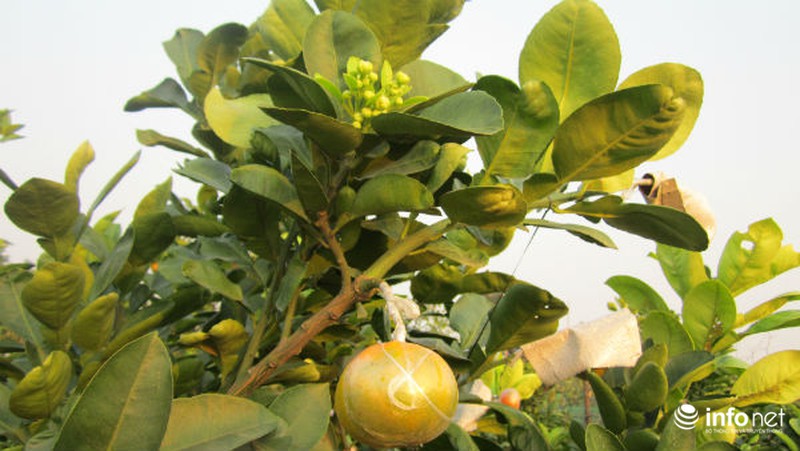 Độc đáo vườn cây 9 loại quả bạc tỷ của lão nông Hà Nội - ảnh 7