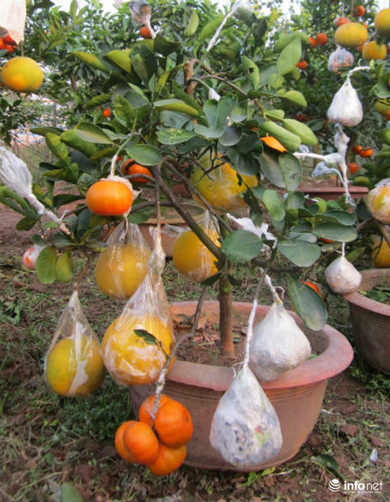 Độc đáo vườn cây 9 loại quả bạc tỷ của lão nông Hà Nội - ảnh 3