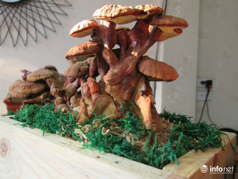 Vài triệu mỗi chậu nấm linh chi thế độc, lạ chơi Tết - ảnh 1