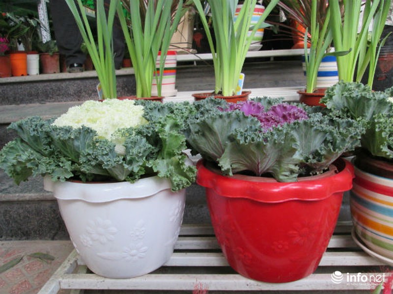 Cải bắp, cải củ