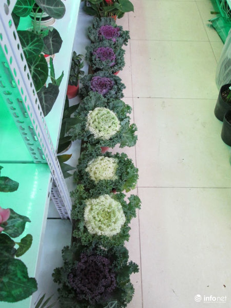 Cải bắp, cải củ