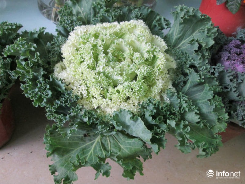 Cải bắp, cải củ